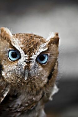 Baby blues (Short-eared Owl)