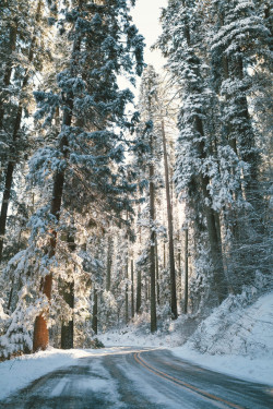 wolverxne:  Sequoia National Park | by: [Kyle Adams] - {Follow