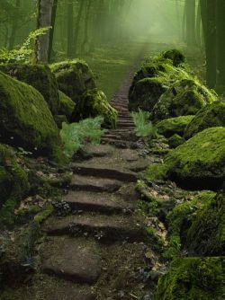 worlds-evolution:  Sherwood Forest, Nottinghamshire, England