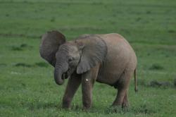 amsel-diaboli: sixpenceee:  Baby elephants suck their trunks!
