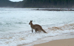 paper-kitten-nightmare:  grotle:  “Who am I”  kangaroo is