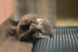 maggielovesotters:Shy otter hides behind her rock  From Takaaki