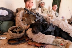 soldierporn:  Best pillow ever. Corporal Moxie, an improvised