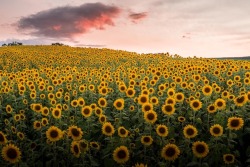 justinherrold:Fields of sunflowers 🌻 ☀️