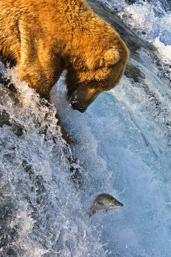 magicalnaturetour:  (via Grizzly Bear Fishing Brooks Falls -