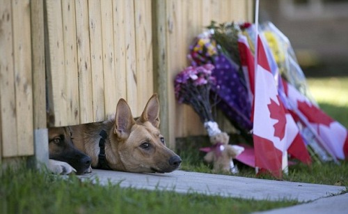 Cpl. Nathan Cirillo’s beloved dogs wait for him at his home in Hamilton, Ontario … may he Rest In Peace