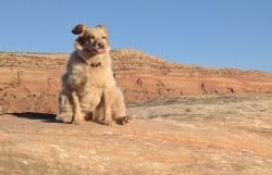 awwww-cute:  My dog visited Bears Ears National Monument. She