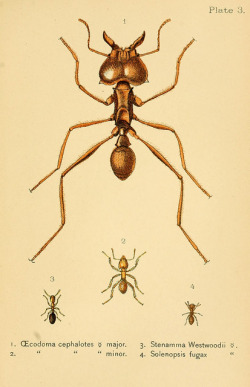 scientificillustration:  Ants, bees, and wasps by BioDivLibrary