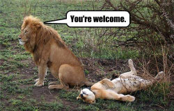 1womanofwonder:  lol-coaster:  funny lion alpha male femalehttp://lolcoaster.org