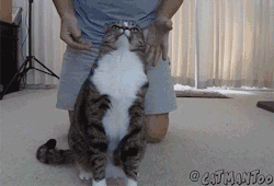 lolgif:  Cat Learns to Trust Fall