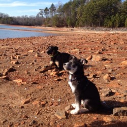 Miko and Leila. My babies. #sisterdogs #black #white #husky #lake