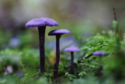 90377:  Laccaria amethystea - Amethyst Deceiver by miketaylor11