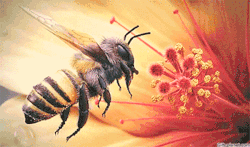 illuminatizeitgeist:  “The bee is a symbol of wisdom, for