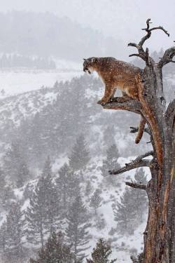 angel-kiyoss:Puma on the tree.