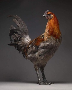 bobbycaputo:   Portraits of “Most Beautiful Chickens on the