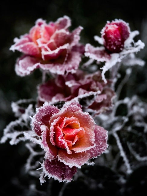 Jack Frost nipping at your … rose