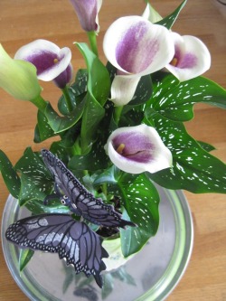    Calla lily    Zantedeschia Picasso  http://www.bloomz.co.nz/Products/Zantedeschia/Breeding