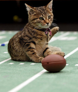 phototoartguy:  Meow: It’s the inaugural Kitten Bowl Marc Lemoine