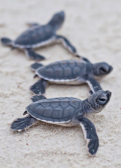 creatures-alive:  (via 500px / Chain by Christian Miller)
