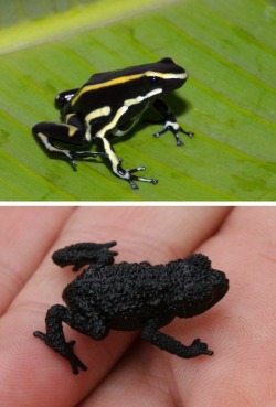 bunchros:  Poison Dart Frogs  Colorful