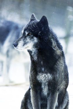 wonderous-world:  Lone Wolf by Daniel Trim  for more follow http://www.skippadap.tumblr.com