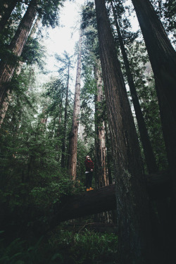 envyavenue:  The Redwoods by Tanner Seablom.