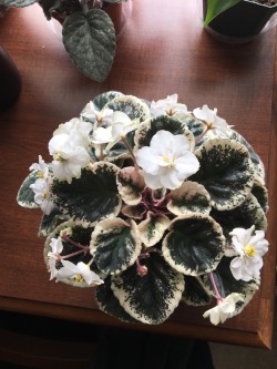 gardenandtable:An African Violet that I’m exceptionally proud