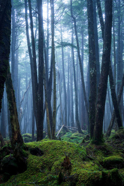 0rient-express:  Forest of moss | by Akihiro Shibata.