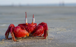 allcreatures:  Ghost crab in Frazerganj,West Bengal, India Picture: