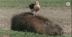 bonesofautumn:  animalssittingoncapybaras:  Every breath you
