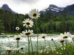 Daisies in the Dark