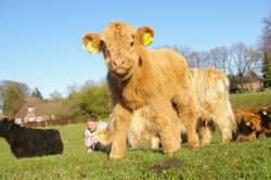 hughhighlander:  Here’s a cute wee one to get your mind off