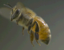 lunariums:  fencehopping:  Honey bee.  look at his lil legs bounce