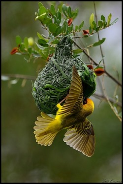 Make way for mating season (a Speke’s Weaver constructs its