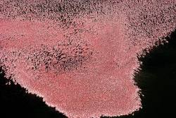 sossea:  Pink flamingos on Lake Nakuru, Kenya