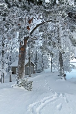 renamonkalou:  A Snowy Winter Path | MilaMai