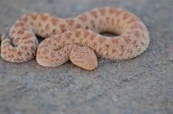 exotic-venom:  (Cerastes vipera) Sahara sand viper 