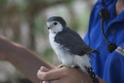 cute-overload:  /r/aww needs more pygmy falcons.http://cute-overload.tumblr.com