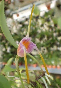 orchid-a-day:  Masdevallia paivanaSyn.: Masdevallia asperaJanuary