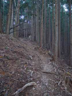 90377:  Trail to summit of Mount Mito by *_* on Flickr.