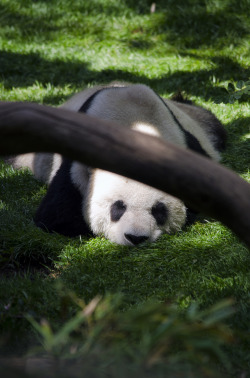 giantpandaphotos:  Gao Gao at the San Diego Zoo, California,