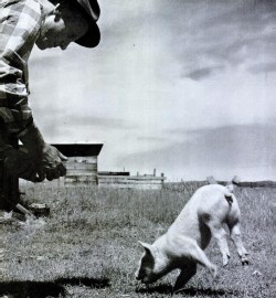 A pig’s feat, 1955.