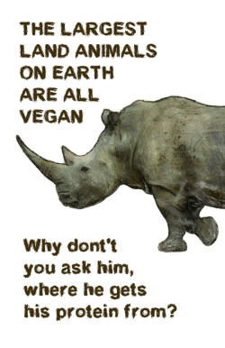 biodiverseed:  powrd-by-plants:  Giant Vegans by VegArt   Rhinos