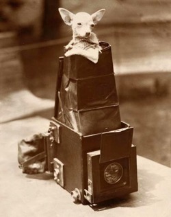 Chihuahua, ca. 1930.