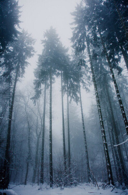 pizsimokus:  Forest on We Heart It. 