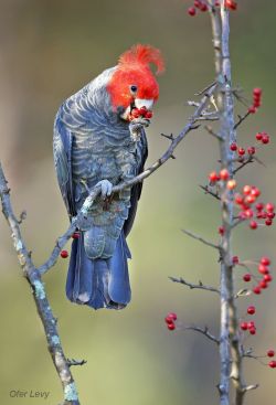 fairy-wren:  Gang Gang Cockatoo. Photo by Ofer Levy