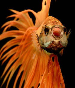 damnnlyssa:  end0skeletal:  Siamese Fighting Fish by Visarute