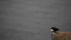 nature-madness:  Atlantic Puffins | Video Source GIFs made by