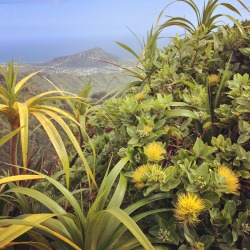 instaloha:  Beautiful yellow ʻōhiʻa lehua