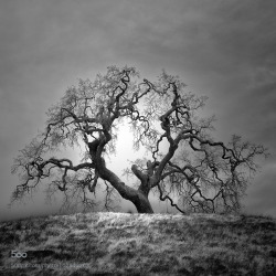 artblackwhite:oak by nlwirth infrared california,infrared,nlwirth,oak,yup